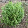 Buxus sempervirens